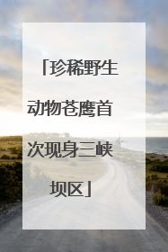 珍稀野生动物苍鹰首次现身三峡坝区