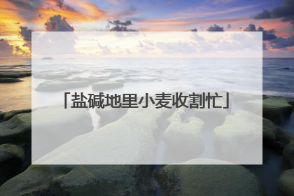 盐碱地里小麦收割忙