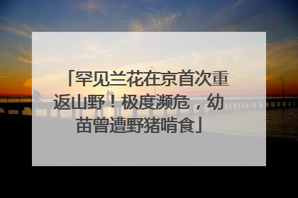 罕见兰花在京首次重返山野！极度濒危，幼苗曾遭野猪啃食