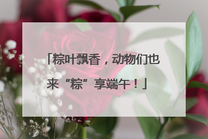 粽叶飘香，动物们也来“粽”享端午！