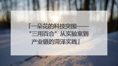 一朵花的科技突围——“三用百合”从实验室到产业链的菏泽实践