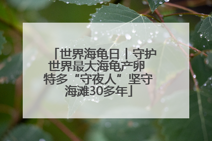 世界海龟日丨守护世界最大海龟产卵 特多“守夜人”坚守海滩30多年
