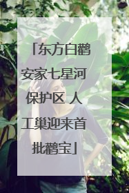 东方白鹳安家七星河保护区 人工巢迎来首批鹳宝
