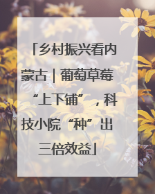 乡村振兴看内蒙古｜葡萄草莓“上下铺”，科技小院“种”出三倍效益