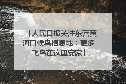 人民日报关注东营黄河口候鸟栖息地：更多飞鸟在这里安家
