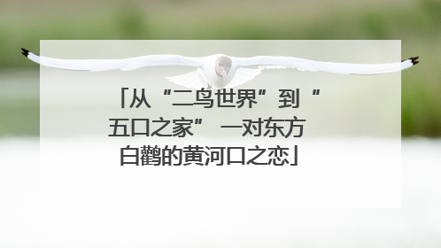 从“二鸟世界”到“五口之家” 一对东方白鹳的黄河口之恋