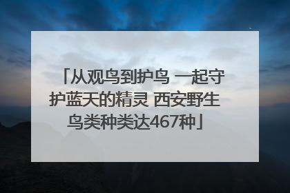 从观鸟到护鸟 一起守护蓝天的精灵 西安野生鸟类种类达467种