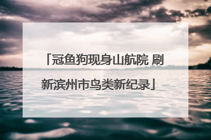冠鱼狗现身山航院 刷新滨州市鸟类新纪录