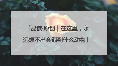 品读·原创｜在这里，永远想不出会遇到什么动物