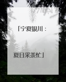 宁夏银川：夏日采茶忙