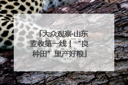 大众观察·山东麦收第一线丨“良种田”里产好粮