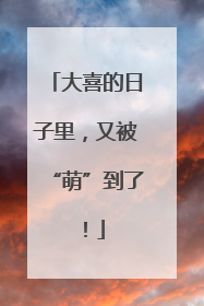 大喜的日子里，又被“萌”到了！