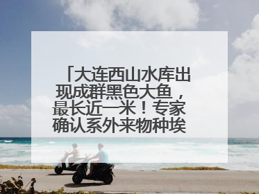 大连西山水库出现成群黑色大鱼，最长近一米！专家确认系外来物种埃及塘鲺