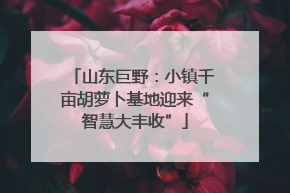 山东巨野：小镇千亩胡萝卜基地迎来“智慧大丰收”