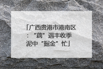 广西贵港市港南区：“藕”遇丰收季 泥中“掘金”忙