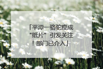平潭一骆驼瘦成“纸片”引发关注！部门已介入
