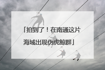 拍到了！在南通这片海域出现伪虎鲸群