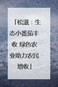 松滋：生态小番茄丰收 绿色农业助力农民增收