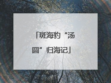 斑海豹“汤圆”归海记