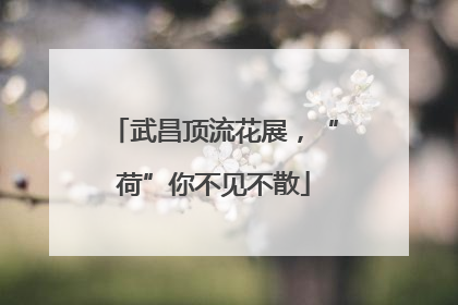 武昌顶流花展，“荷”你不见不散