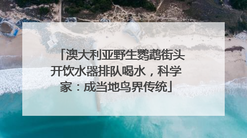 澳大利亚野生鹦鹉街头开饮水器排队喝水，科学家：成当地鸟界传统