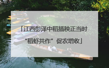 江西彭泽中稻插秧正当时 “稻虾共作”促农增收