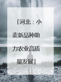 河北：小麦新品种助力农业高质量发展