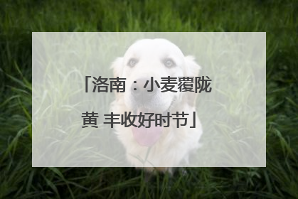 洛南：小麦覆陇黄 丰收好时节