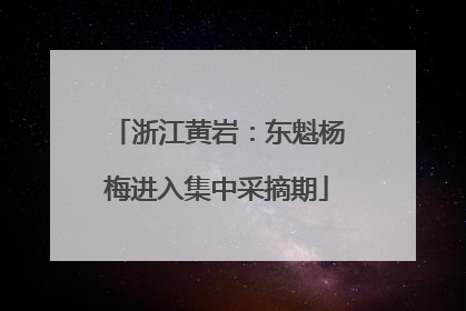 浙江黄岩：东魁杨梅进入集中采摘期