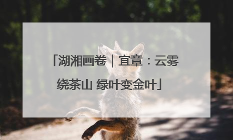 湖湘画卷｜宜章：云雾绕茶山 绿叶变金叶