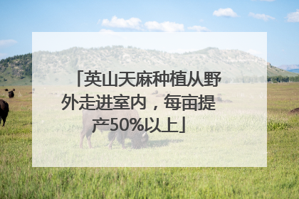 英山天麻种植从野外走进室内，每亩提产50%以上