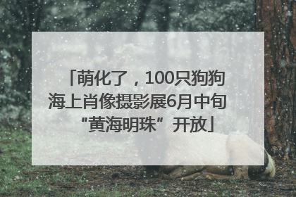 萌化了，100只狗狗海上肖像摄影展6月中旬“黄海明珠”开放