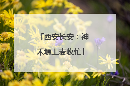 西安长安：神禾塬上麦收忙