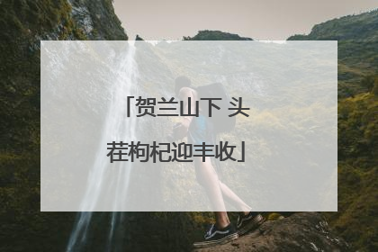 贺兰山下 头茬枸杞迎丰收