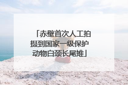 赤壁首次人工拍摄到国家一级保护动物白颈长尾雉