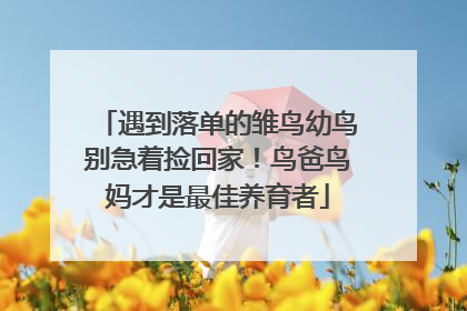 遇到落单的雏鸟幼鸟别急着捡回家！鸟爸鸟妈才是最佳养育者