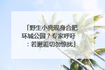 野生小麂现身合肥环城公园？专家呼吁：若邂逅切勿惊扰