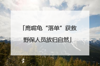 鹰嘴龟“落单”获救 野保人员放归自然