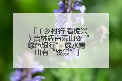 （乡村行·看振兴）吉林辉南荒山变“绿色银行” 绿水青山有“钱景”